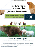 Premiers Pas Avec Vos Poules Pondeuses