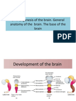 Embryogenesis of The Brain