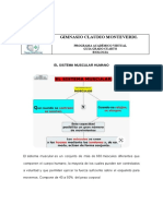 EL SISTEMA MUSCULAR HUMANO GCM