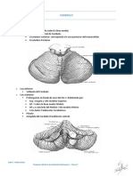 Cerebelo anatomía configuración lóbulos