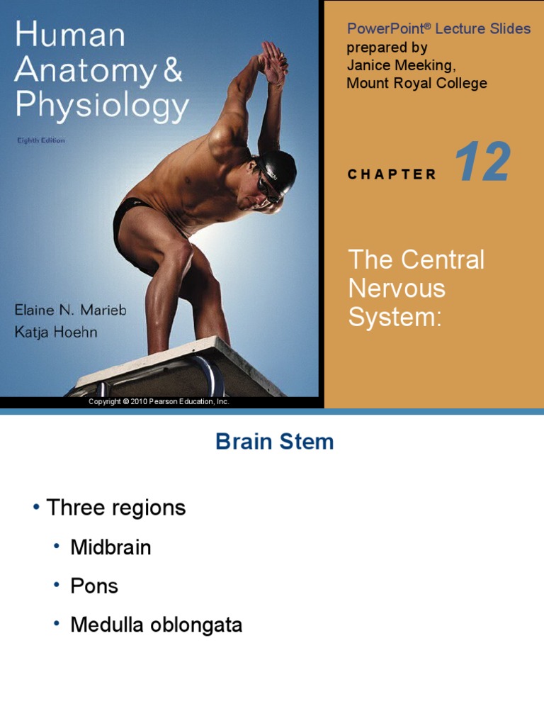 Chapter 12 Part 2 | PDF | Brainstem | Cerebellum