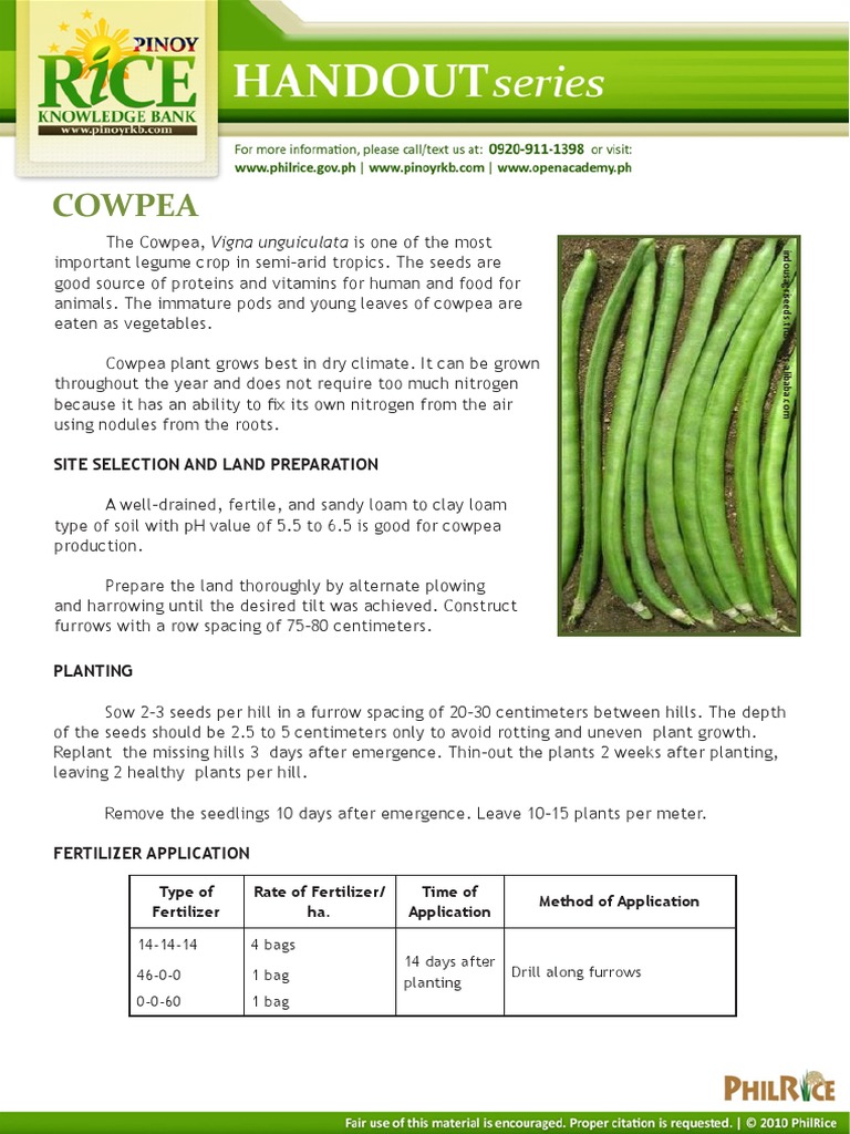 Cowpea: Site Selection and Land Preparation | PDF | Legume