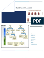 Testicular and Scrotal Anomalies