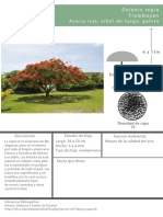 Flamboyan - Delonix Regia PDF