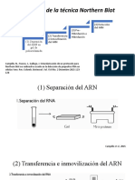 Protocolo de La Técnica Northern Blot