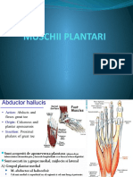 5-MUSCHII PLANTARI.pptx