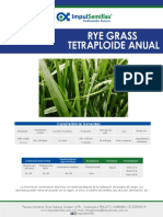 Cultivando el futuro con AUBADe Rye Grass Tetraploide Anual