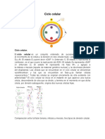 Ciclo Celular