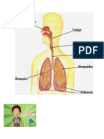 el sisatema respiratrorio en ciencias.docx