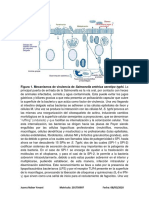 Salmonella PDF