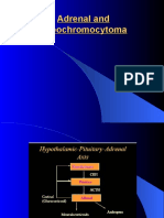 Adrenal and Pheochromocytoma