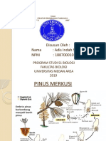 Tugas Siklus Hidup Pinus Merkusi Dan Jagung