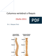 Columna vertebral o Raquis