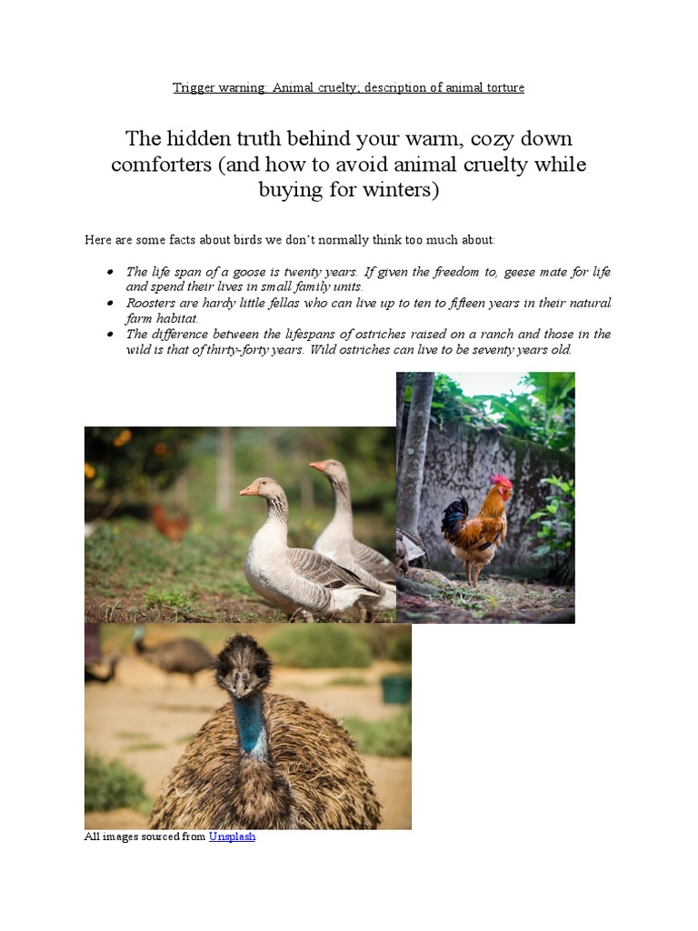 A Short Essay About How Bird Feathers and Down Are Used | PDF | Feather ...