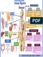 Infografía Sistema Digestivo