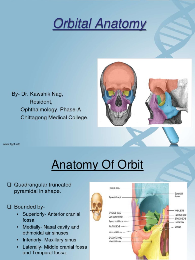 Orbital Anatomy: By-Dr. Kawshik Nag, Resident, Ophthalmology, Phase-A ...