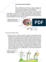 TEMA 3.6 Endocrino