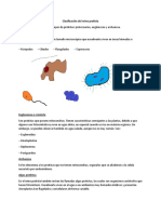 Clasificación Del Reino Protista