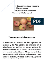 Propagacion y Tipos de Injerto de Manzana