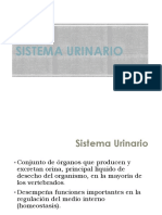 Sistema Urinario: Funciones, Anatomía y Patologías