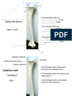 Appendicular Bones