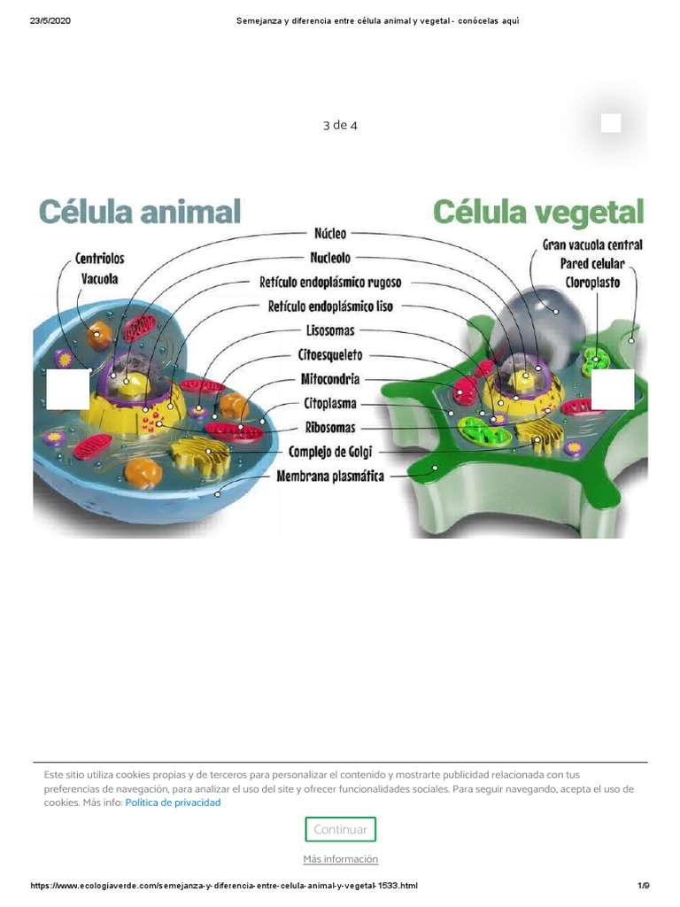 Semejanza Y Diferencia Entre Célula Animal Y Vegetal Conócelas Aquí