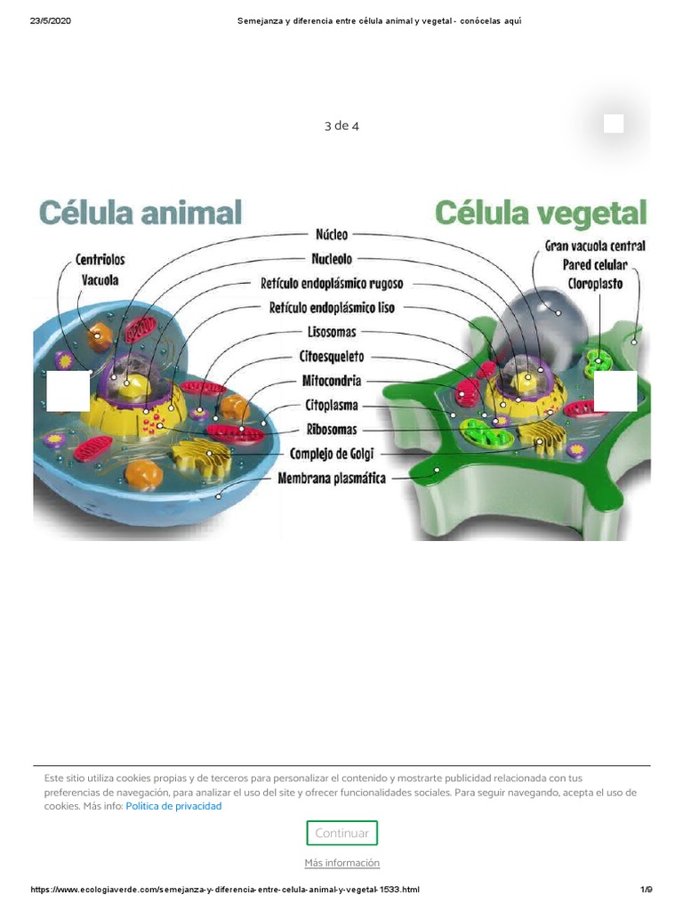 Semejanza y diferencia entre célula animal y vegetal - conócelas aquí