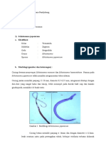 Schistosoma