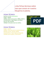 Ficha Tecnica Sobre Plantas Nativas Medicinales PDF