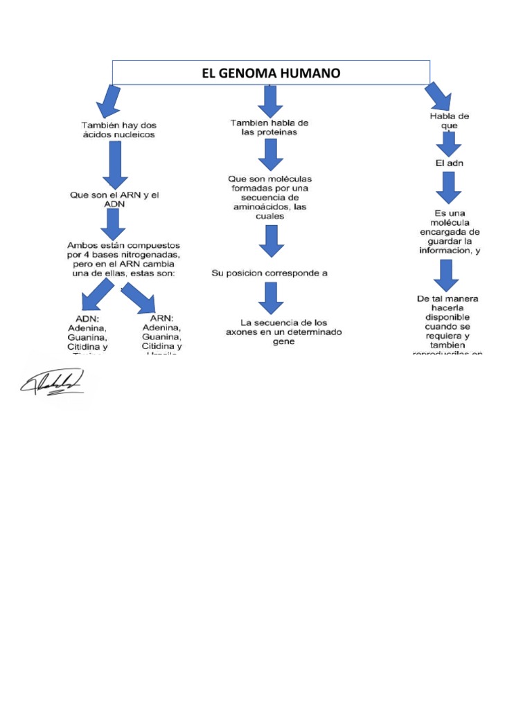 Mapa Conceptual Biologia Kevin Cortes 11-3 | PDF, image size:768x1024