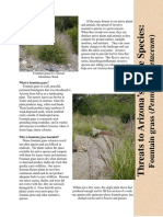 Fountain Grass Fact Sheet