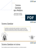 Exposición Sistema Glandular de La Abeja PDF