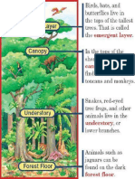 Rain forest layers.pdf