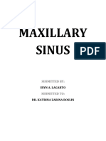 Lagarto Homework Maxillary Sinus