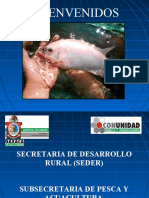 cursodetilapia-130401204549-phpapp01