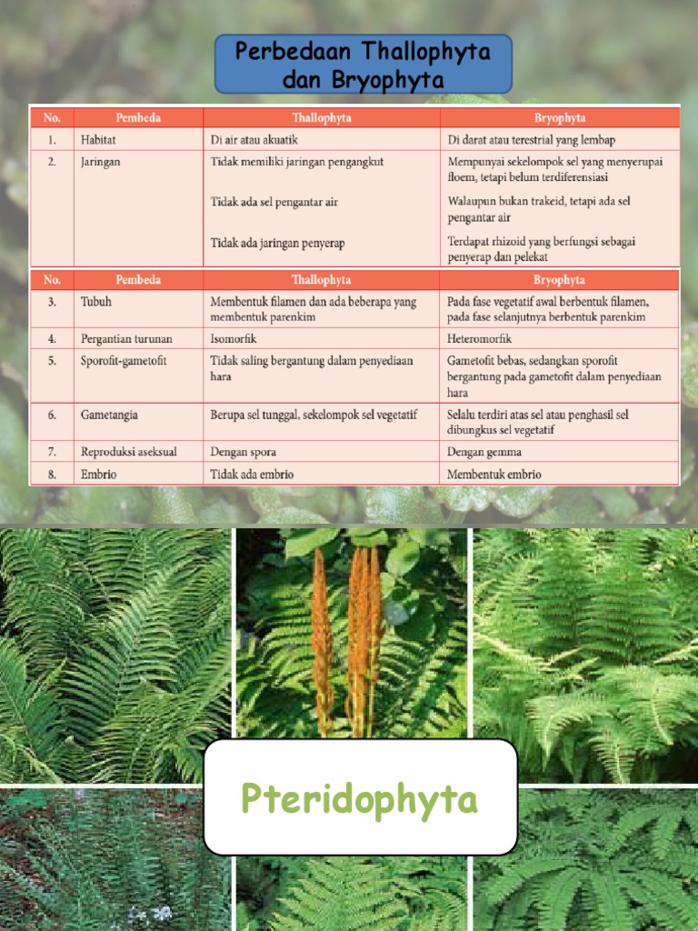 Pterydophyta X Ips Pdf