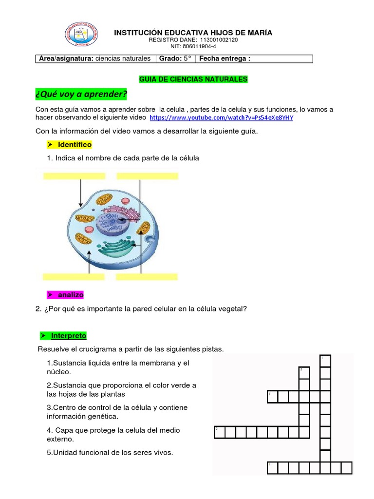 La Celula C.Naturales 5° | PDF, image size:768x1024