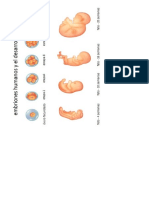 Etapas Deembarazo