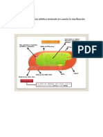 Educación Física - Atletismo - Scribd