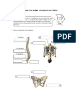 Taller Practico Sobre Los Huesos Del Tórax PDF