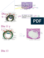 Infografia Embrio