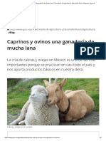 Caprinos y ovinos una ganadería de mucha lana _ Secretaría de Agricultura y Desarrollo Rural _ Gobierno _ gob.mx.pdf