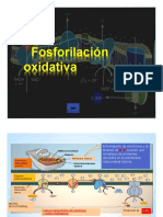 Tema 47-Fase Oxidativa