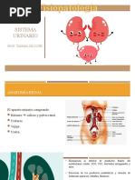 RESUMEN APARATO URINARIO - Tortora | PDF | Riñón | Anatomia animal