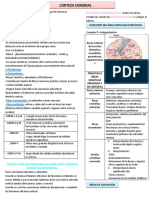 Funciones de La Cortesa Cerebral