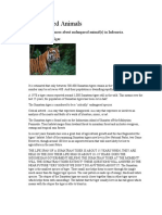Endangered Sumatran Tigers Indonesia