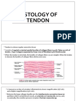 Histology of Tendon