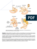 Embrio Prostata