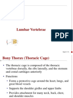 Lumbar Vertebrae: Figure 7.17c