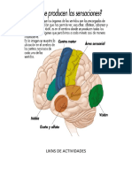 Likns de Actividades y Cerebro